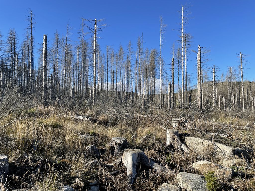 Forest dieback in the Harz Mountains