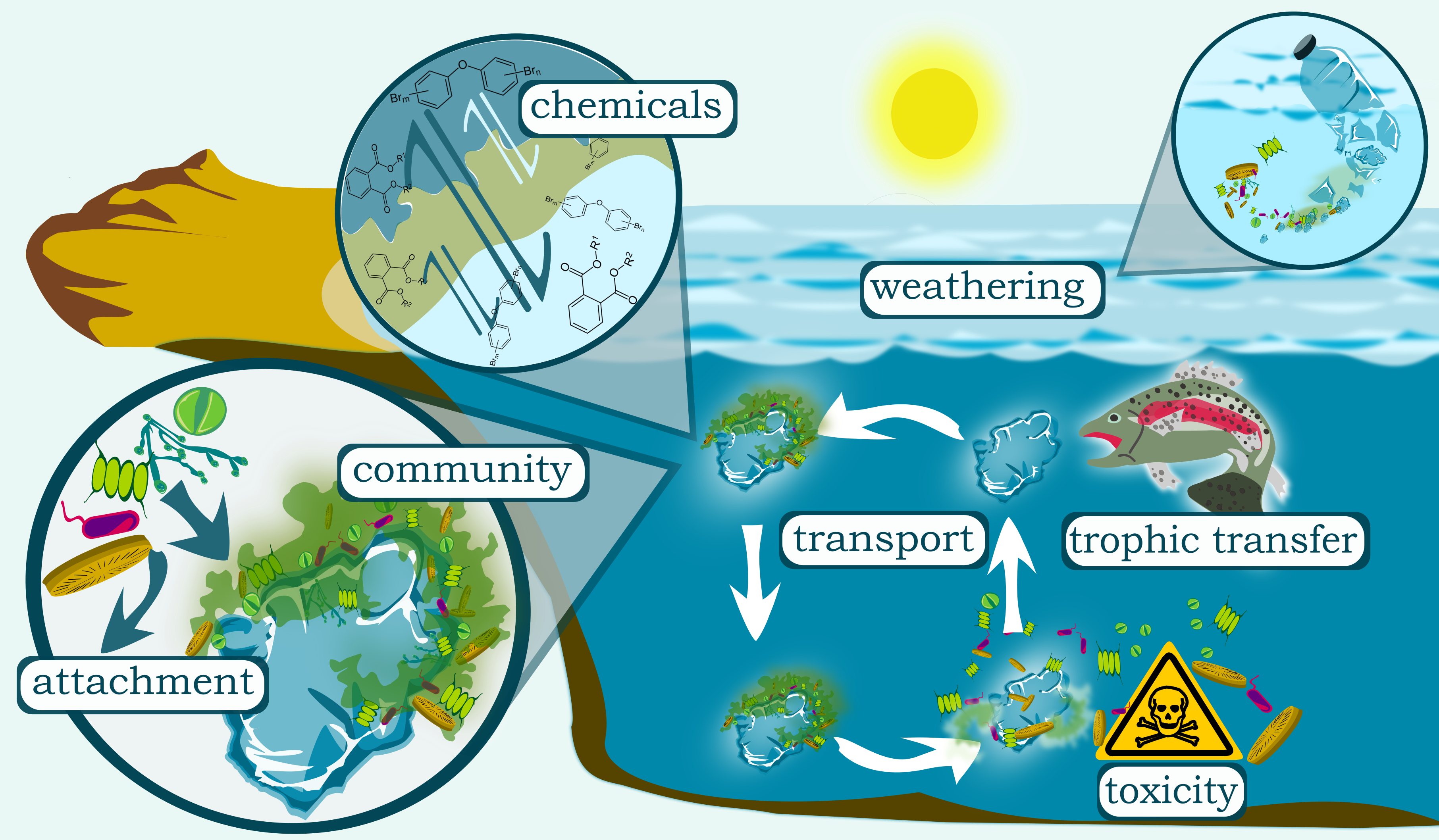 Complex interactions of biofilms and plastics.