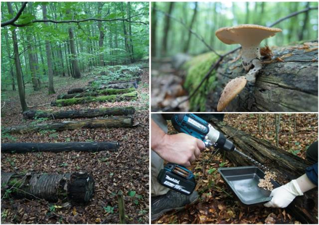 Deadwood decomposition experiment Deadwood decomposition experiment