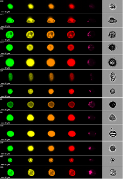 Pollen images