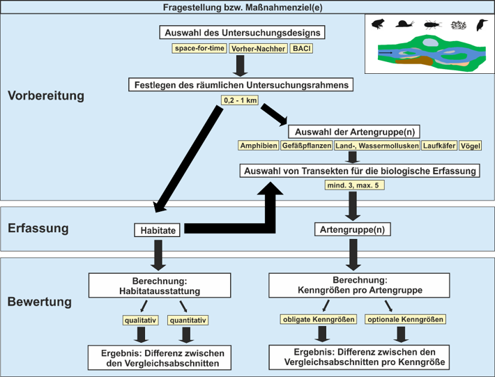 Ablauf und Arbeitsschritte einer standardisierten biozönotischen Erfolgskontrolle von Renaturierungsmaßnahmen an Ufern und in Auen
