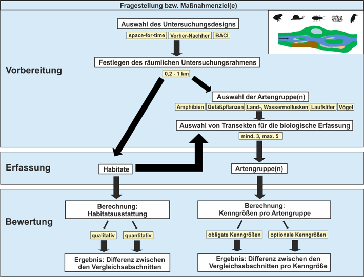 Ablauf und Arbeitsschritte einer standardisierten biozönotischen Erfolgskontrolle von Renaturierungsmaßnahmen an Ufern und in Auen Ablauf und Arbeitsschritte einer standardisierten biozönotischen Erfolgskontrolle von Renaturierungsmaßnahmen an Ufern und in Auen