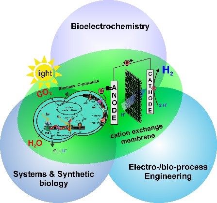 Biophoptovoltaik