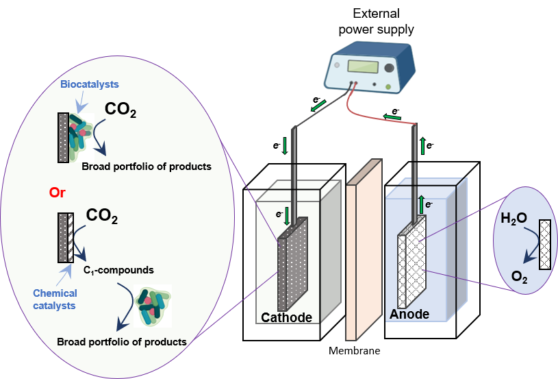 Integration of biological and electrochemical processes for CO2 conversion to valuable products (partially created by BioRender), (c) P. Izadi