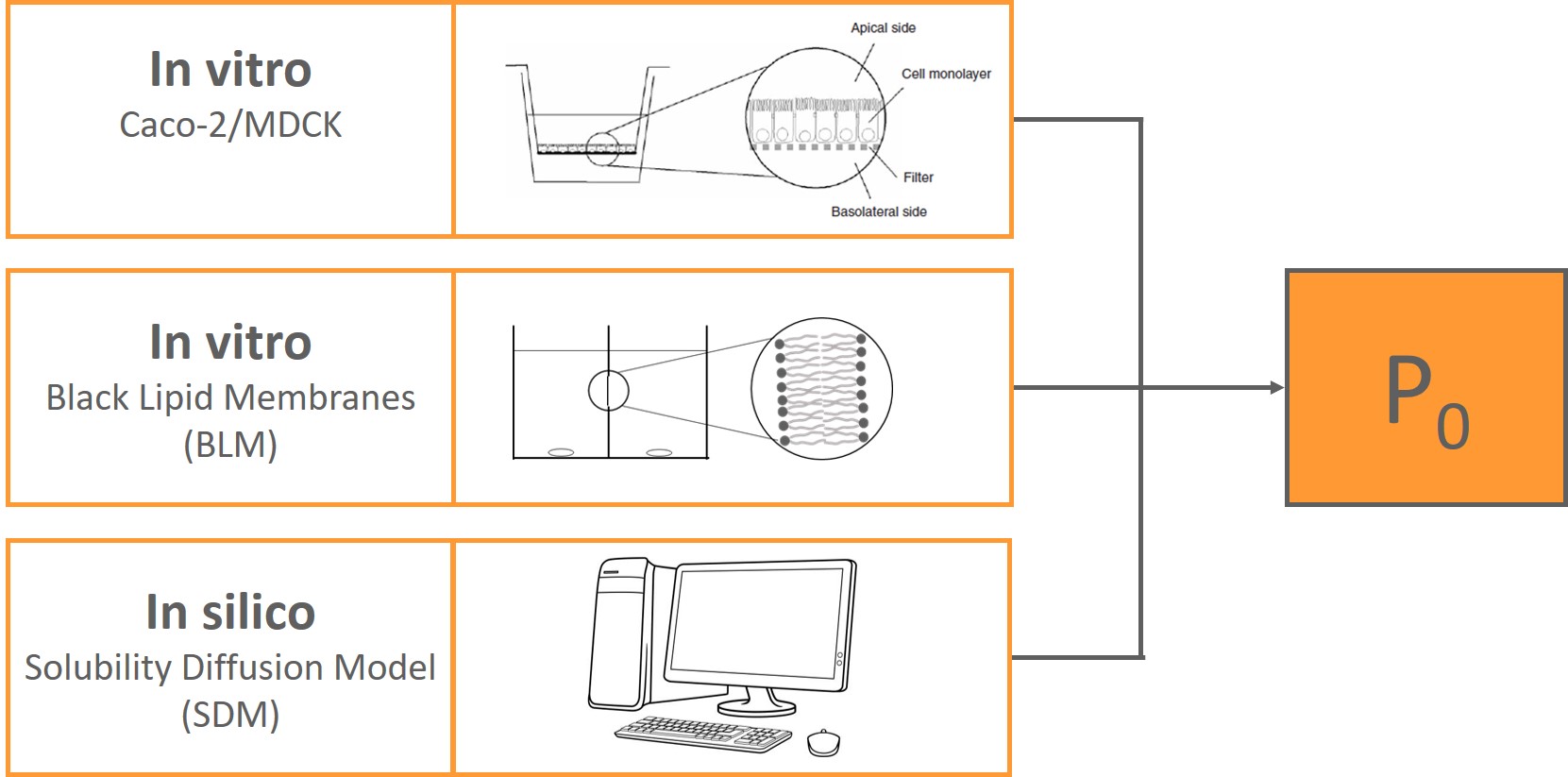 Membrane permeability