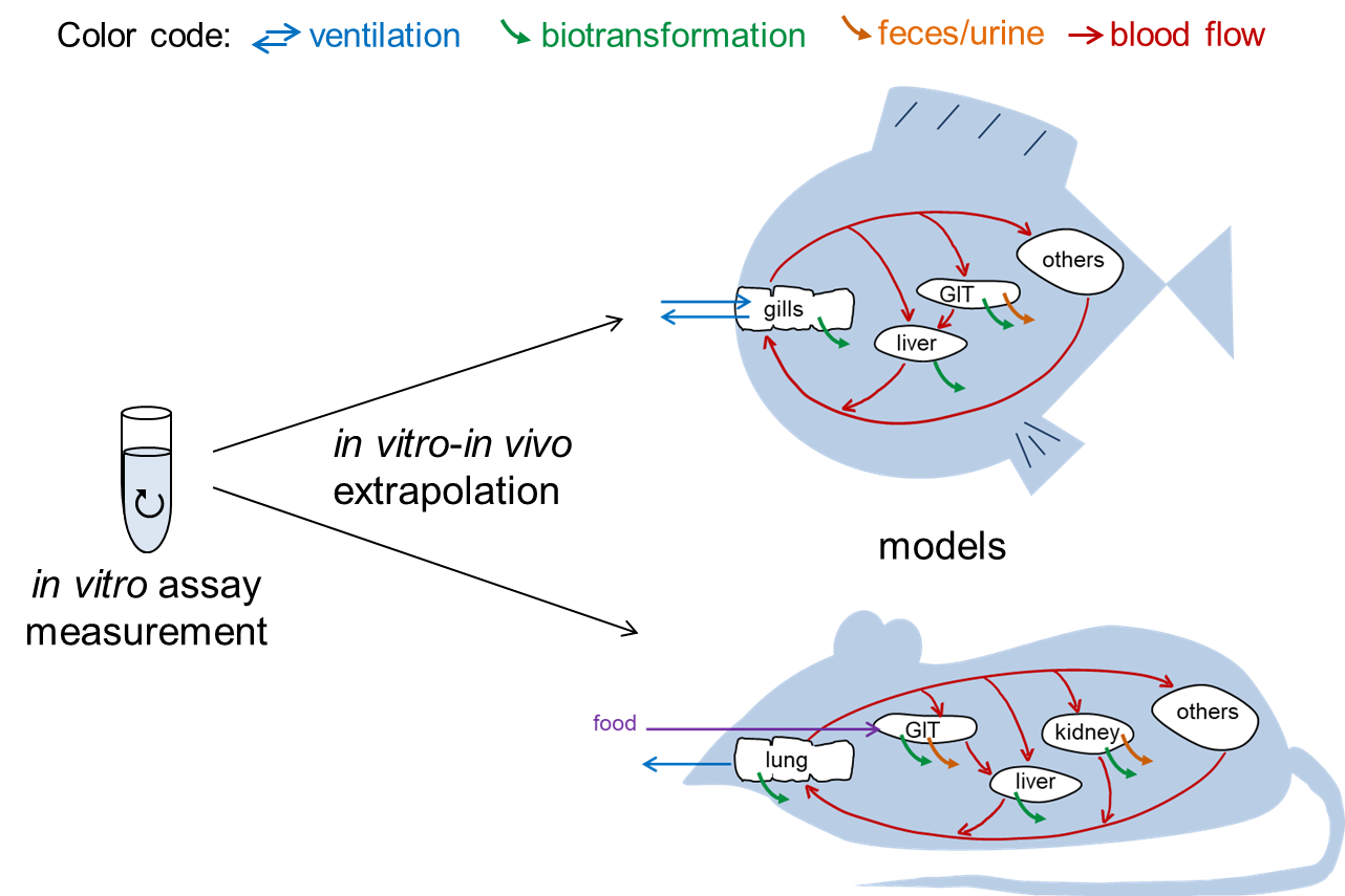 In vitro in vivo extrapolation