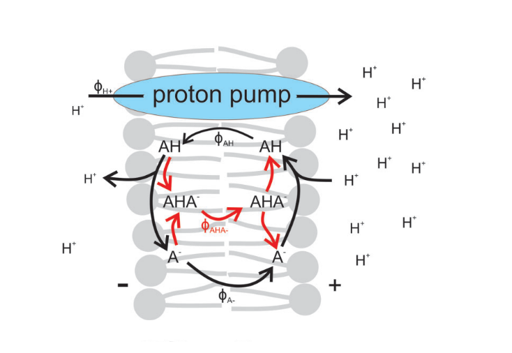 Protonophoric uncoupling