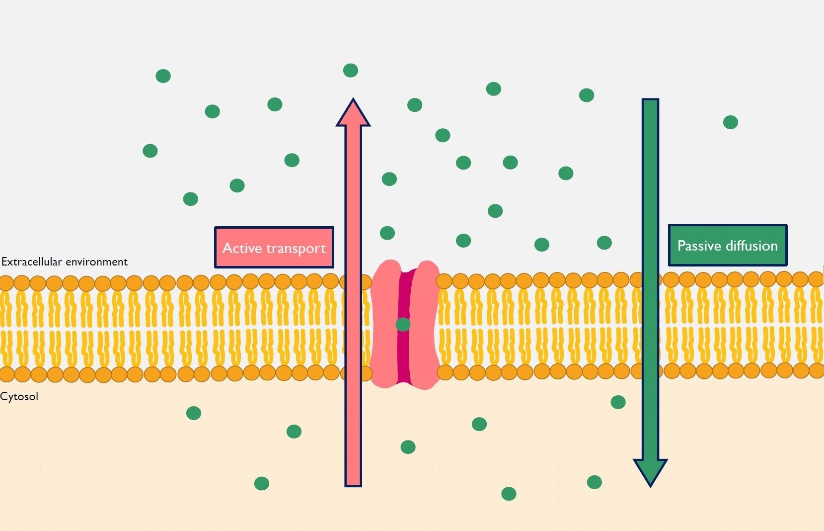 Active transport