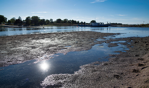 Niedrigwasser Elbe