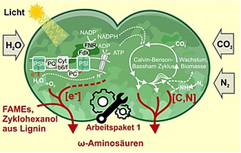 BIOWIN