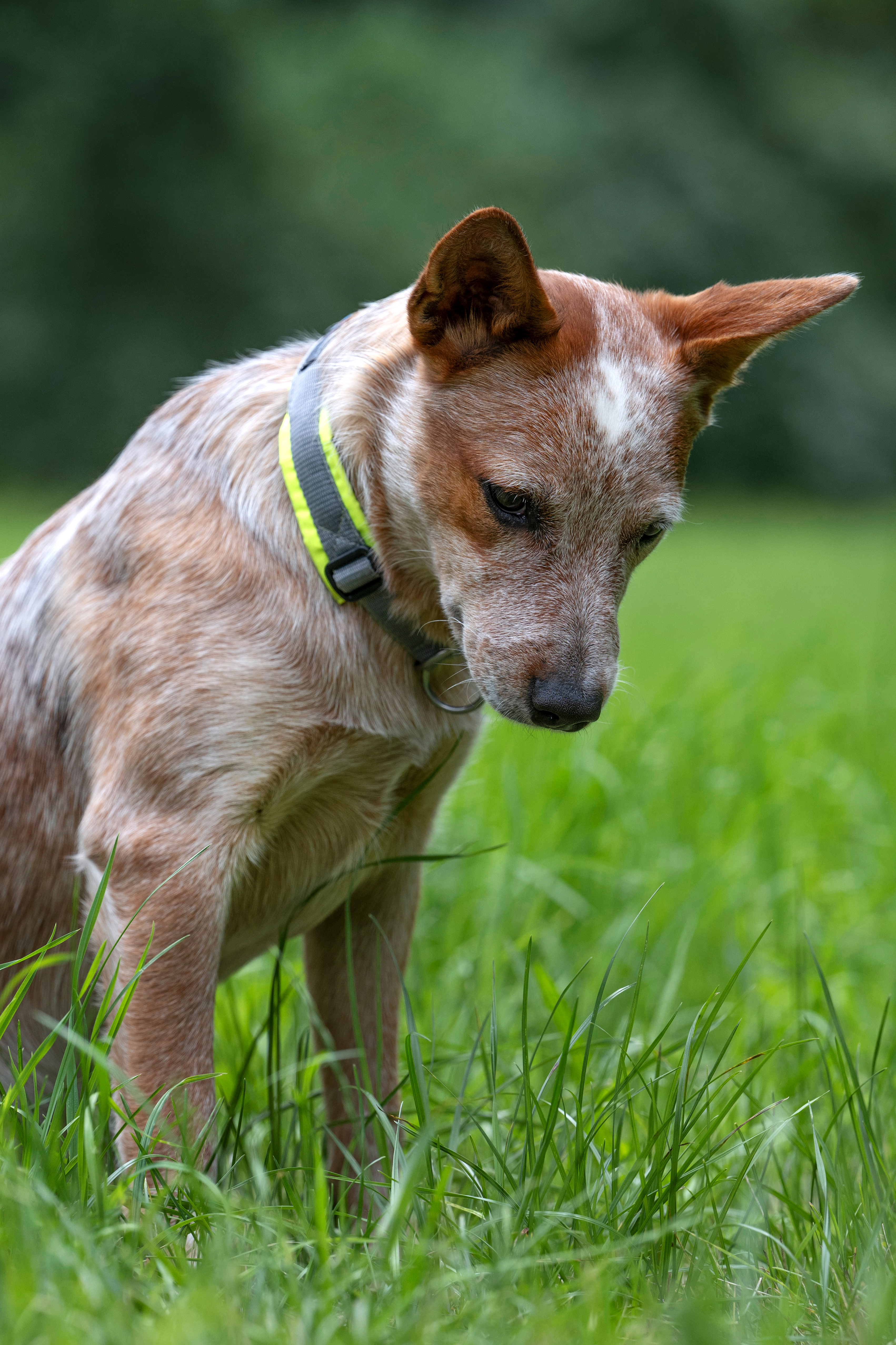 Ruby-Roo, Australian Cattle Dog, born 2022, in training. Target species: Eurasian spadefoot toad