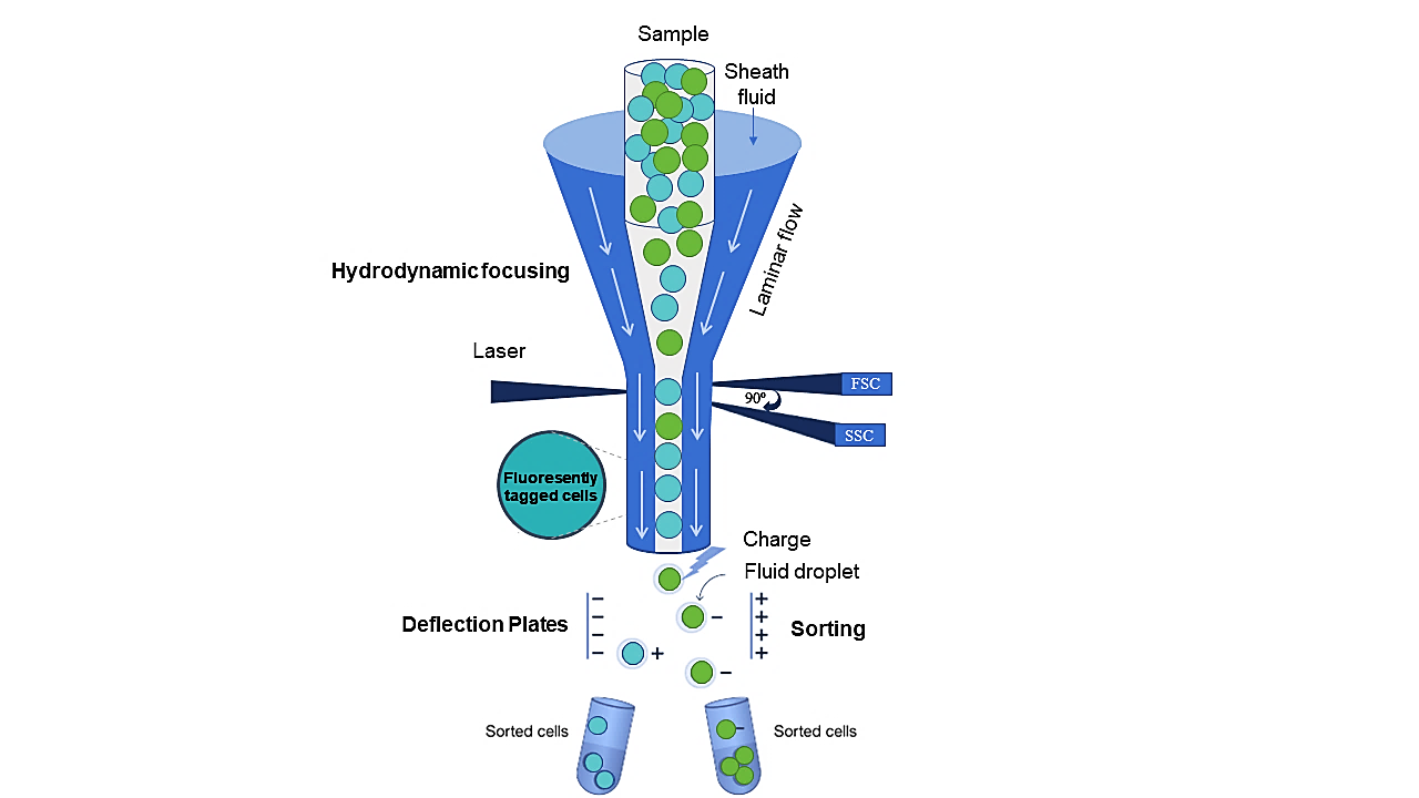 Principle of Flow Cytometry Principle of Flow Cytometry