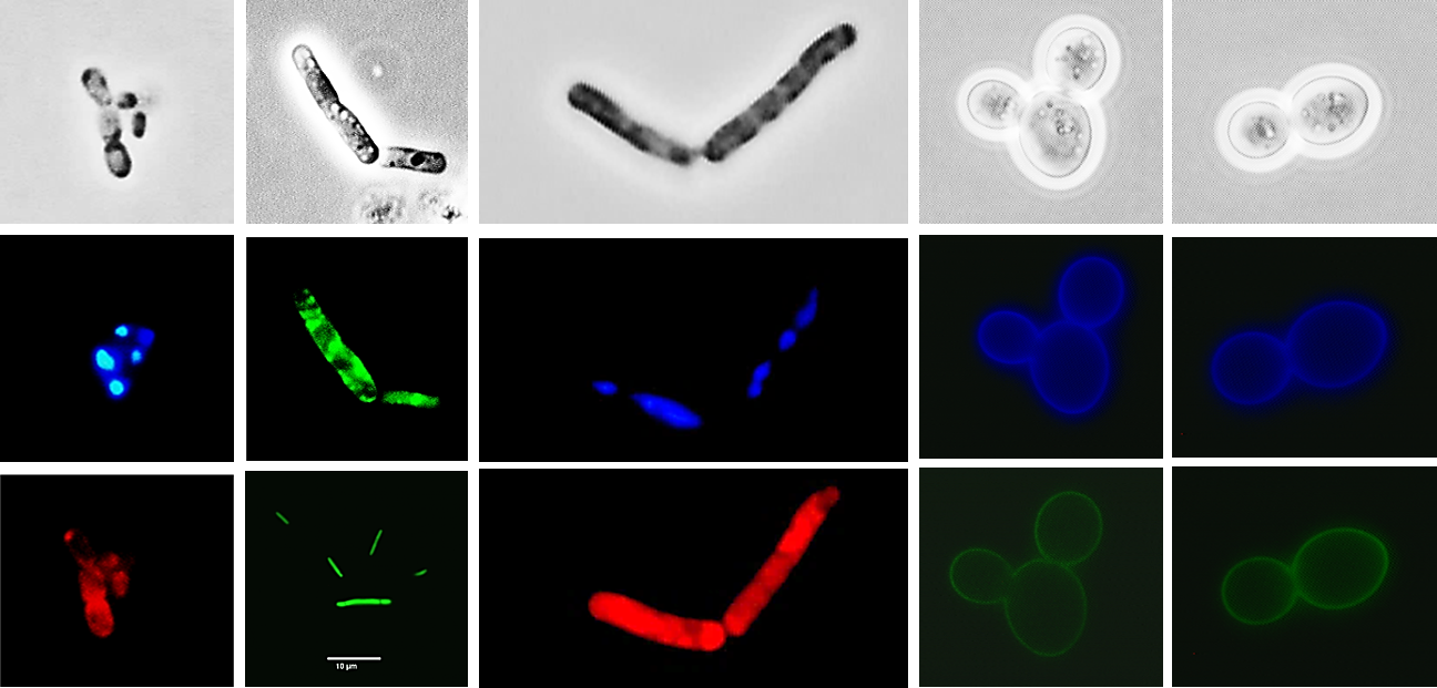 Microscopy Microscopy