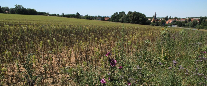 An arable field with violet flowering catch crops An arable field with violet flowering catch crops