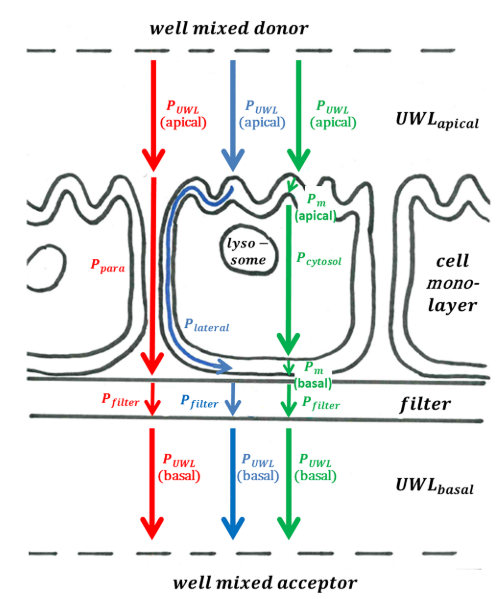 Caco-2/MDCK model