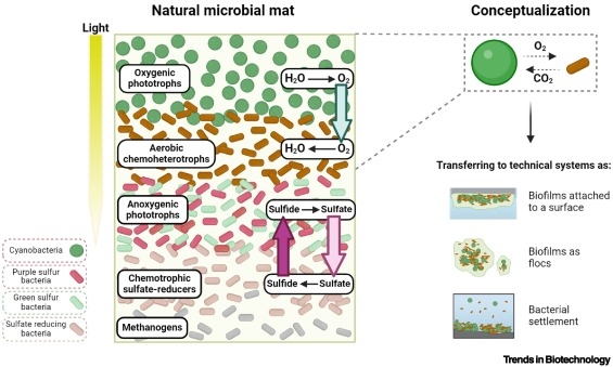 Cyano_mat Cyano_mat