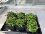 Arabidopsis halleri mother plants grown in the greenhouse