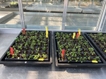 Clones of A. halleri