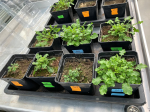 A. halleri growing in the different soil treatments (metal levels & climate) in the pot experiment