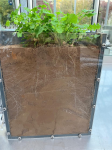 A. halleri growing in a rhizobox with a detachable window to study the soil-root system