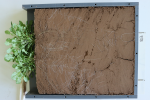 A. halleri root system after removing the rhizobox window