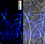 Soil zymography: mapping in 2D B-glucosidase enzyme activity (µmol/mm2/min), involved in breaking down carbon from cellulose