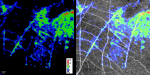 Soil zymography: mapping in 2D acid phosphatase enzyme activity (µmol/mm2/min), involved in breaking down compounds rich in organic phosphorus