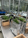 Rhizoboxes for zymography