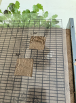 Areas used zymography ready for soil sampling