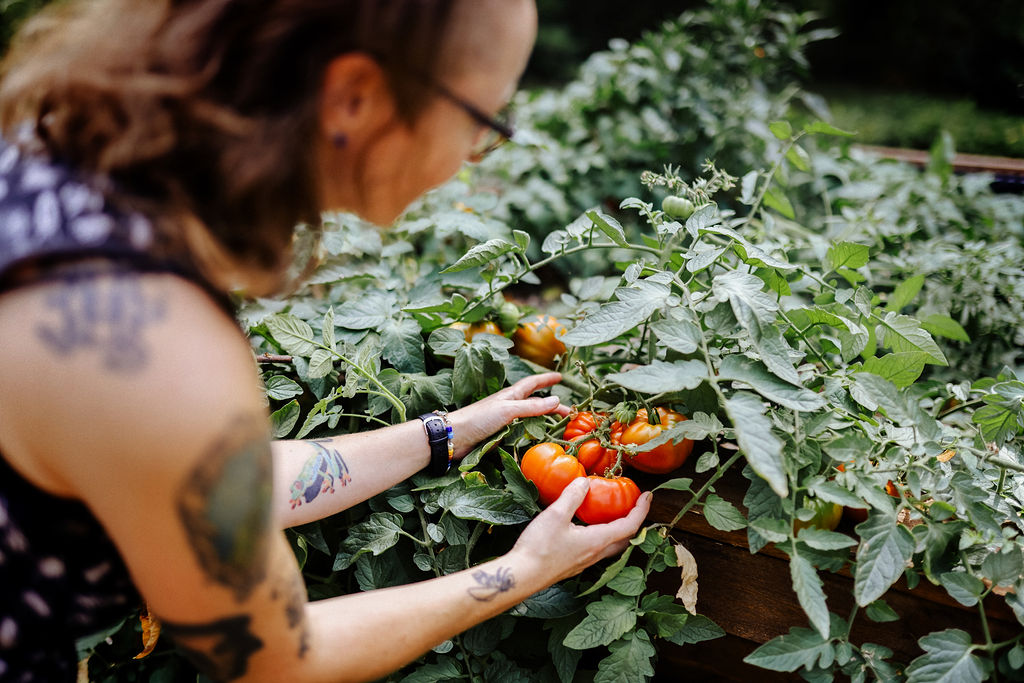 Urban Gardening am UFZ - Die Tomaten sind reif