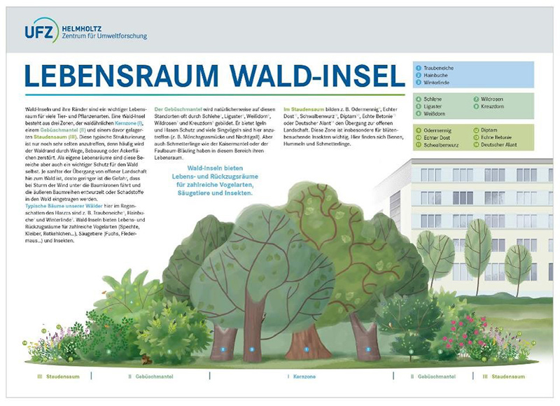Schematische Abbildung zum Aufbau einer Wald-Insel. Quelle: UFZ Schematische Abbildung zum Aufbau einer Wald-Insel. Quelle: UFZ