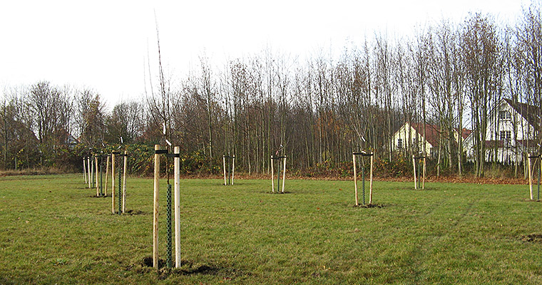 Erhalt der Biodiversität: Streuobstwiese
Am Standort in Bad Lauchstädt wird seit 2016 eine Streuobstwiese gepflegt. Sie dient als wertvolles Habitat für zahlreiche Tierarten. Durch die Konzentration auf alte Sorten wird zudem ein Beitrag zur Sortenvielfalt geleistet.