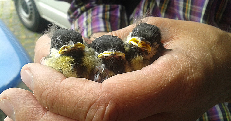 Praktischer Vogelschutz: An den UFZ-Standorten Leipzig, Magdeburg und Halle bieten Nistkästen beheimateten Singvögeln geeignete Bruthöhlen. Sie werden immer wieder gern von Feldsperlingen, Blaumeisen, Kohlmeisen (hier im Bild) und Staren besiedelt. Foto: Elisabeth Kühn/UFZ