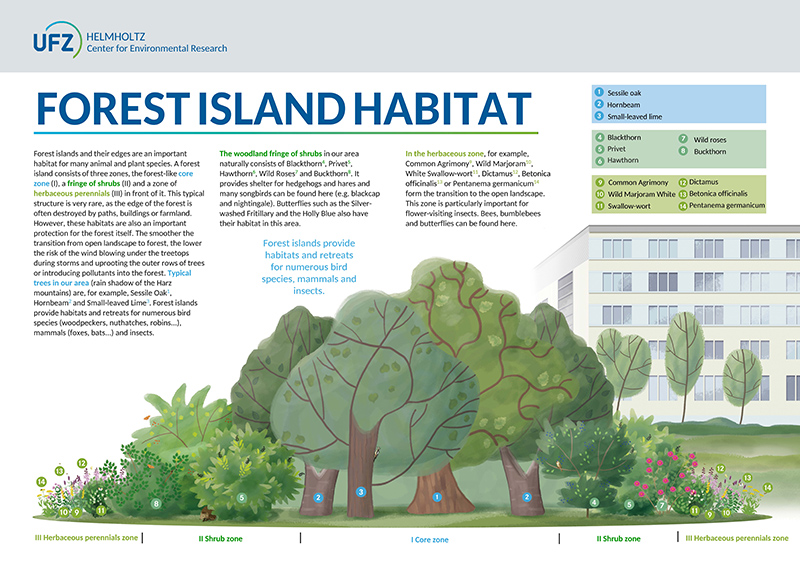 Schematic representation of the structure of forest islands. Source: UFZ Schematic representation of the structure of forest islands. Source: UFZ
