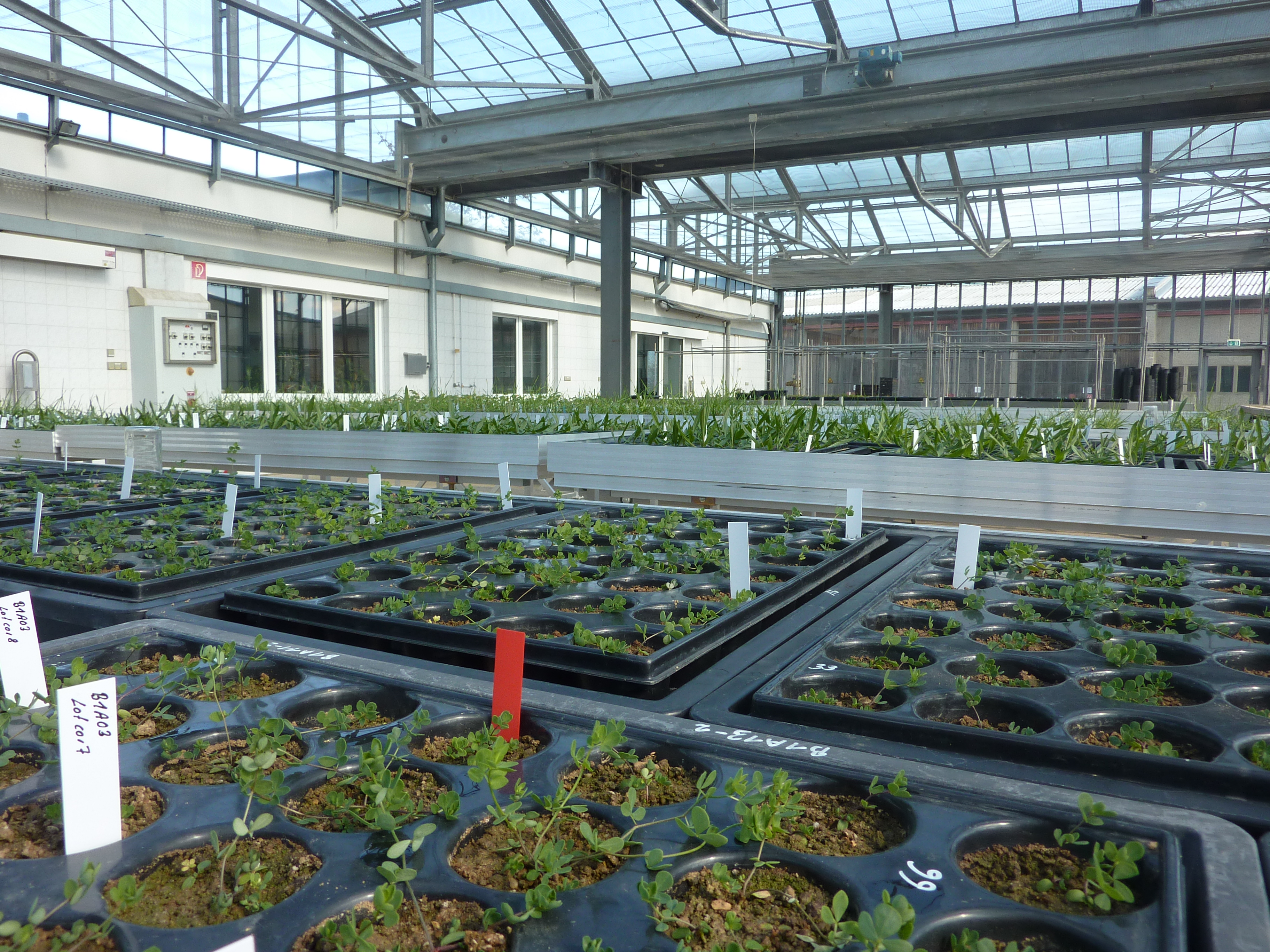 Offspring of plants collected in the Jena Experiment for microevolutionary studies (Photo: Christiane Roscher)