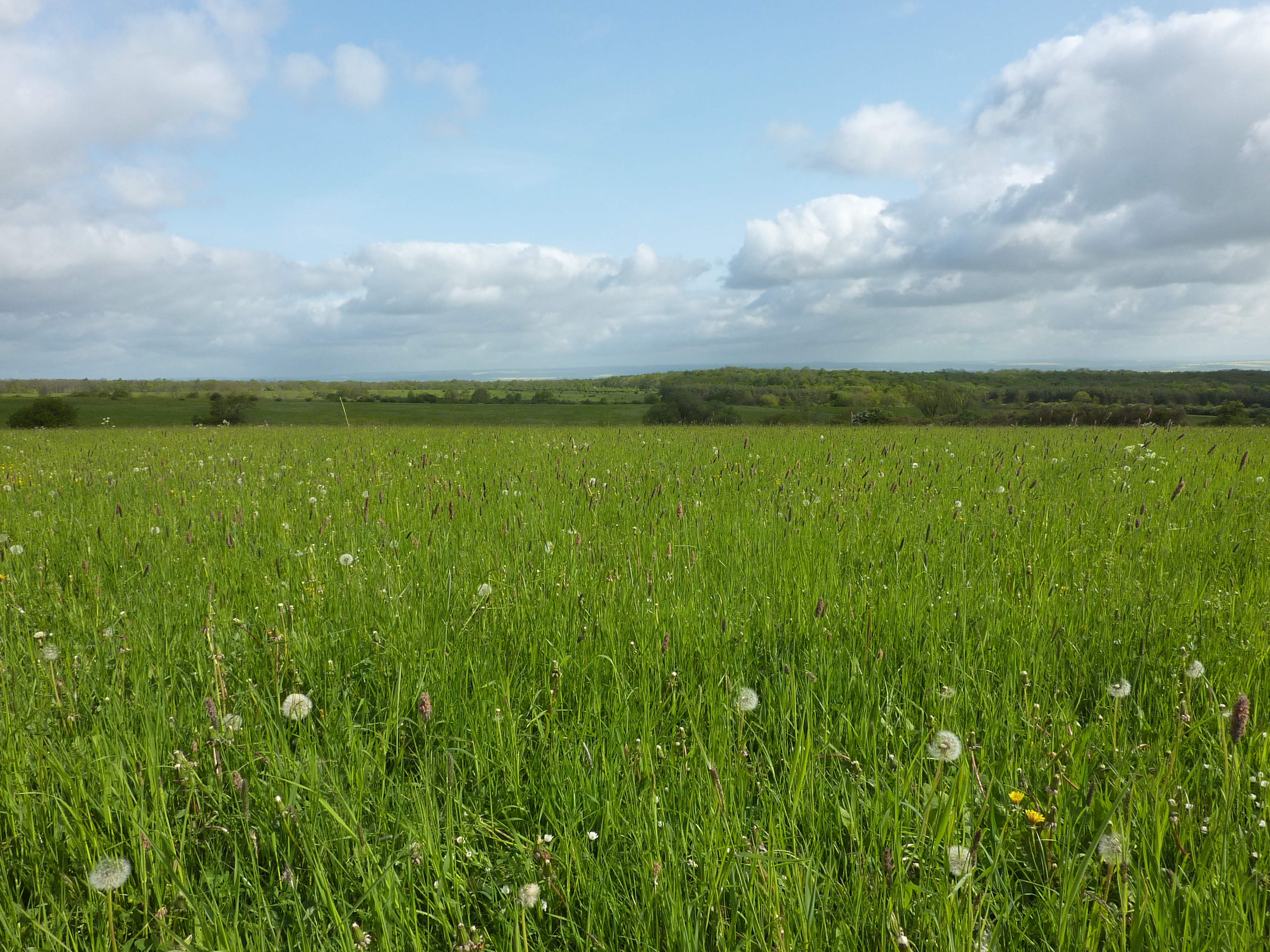 Grassland site of the Biodiversity Exploratories in the Hainich-Dün region, Germany (Photo: Christiane Roscher)