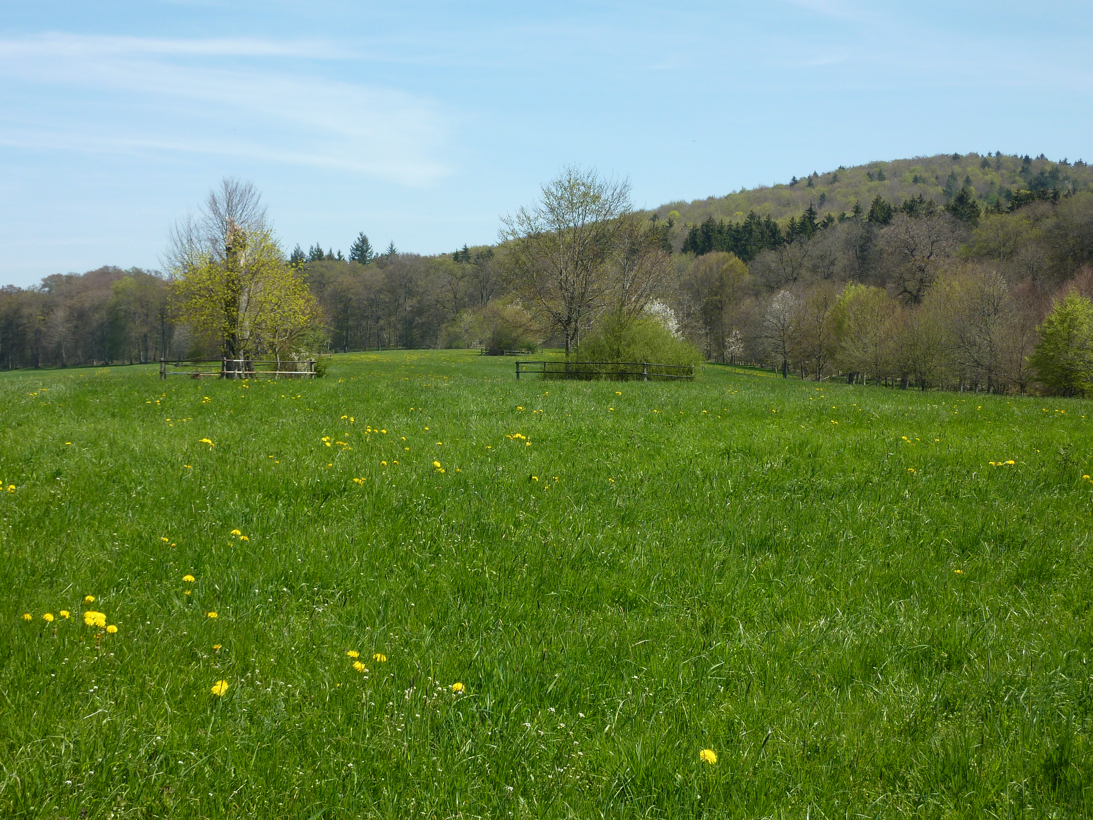 Grassland site of the Biodiversity Exploratories in the Schwäbische Alb region, Germany (Photo: Christiane Roscher)