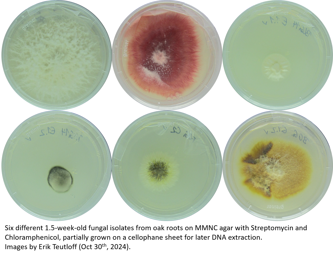 6 members of a fungal isolate library of the clonal oak 6 members of a fungal isolate library of the clonal oak