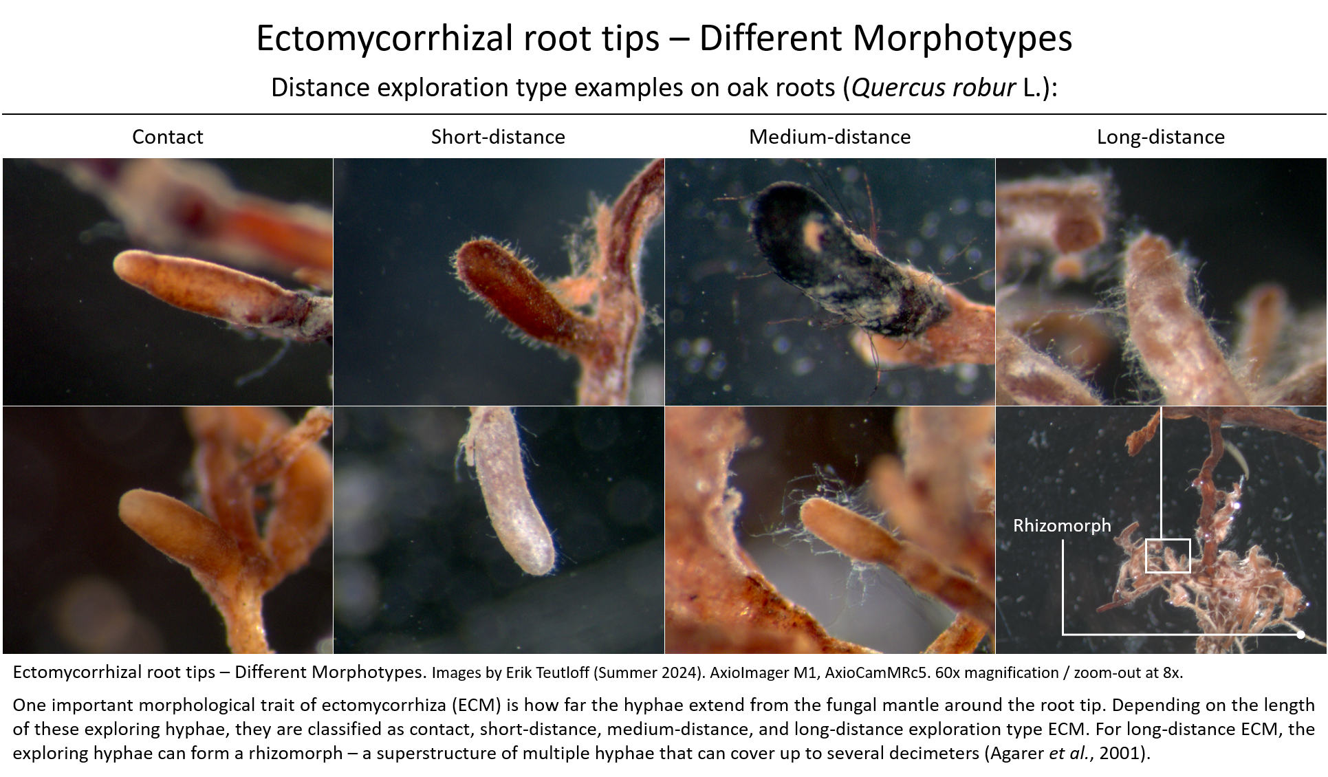 Ectomycorrhizal root tips on oak - Morphotypes with different distance exploration types Ectomycorrhizal root tips on oak - Morphotypes with different distance exploration types