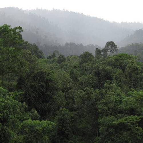 Forest, Sabah