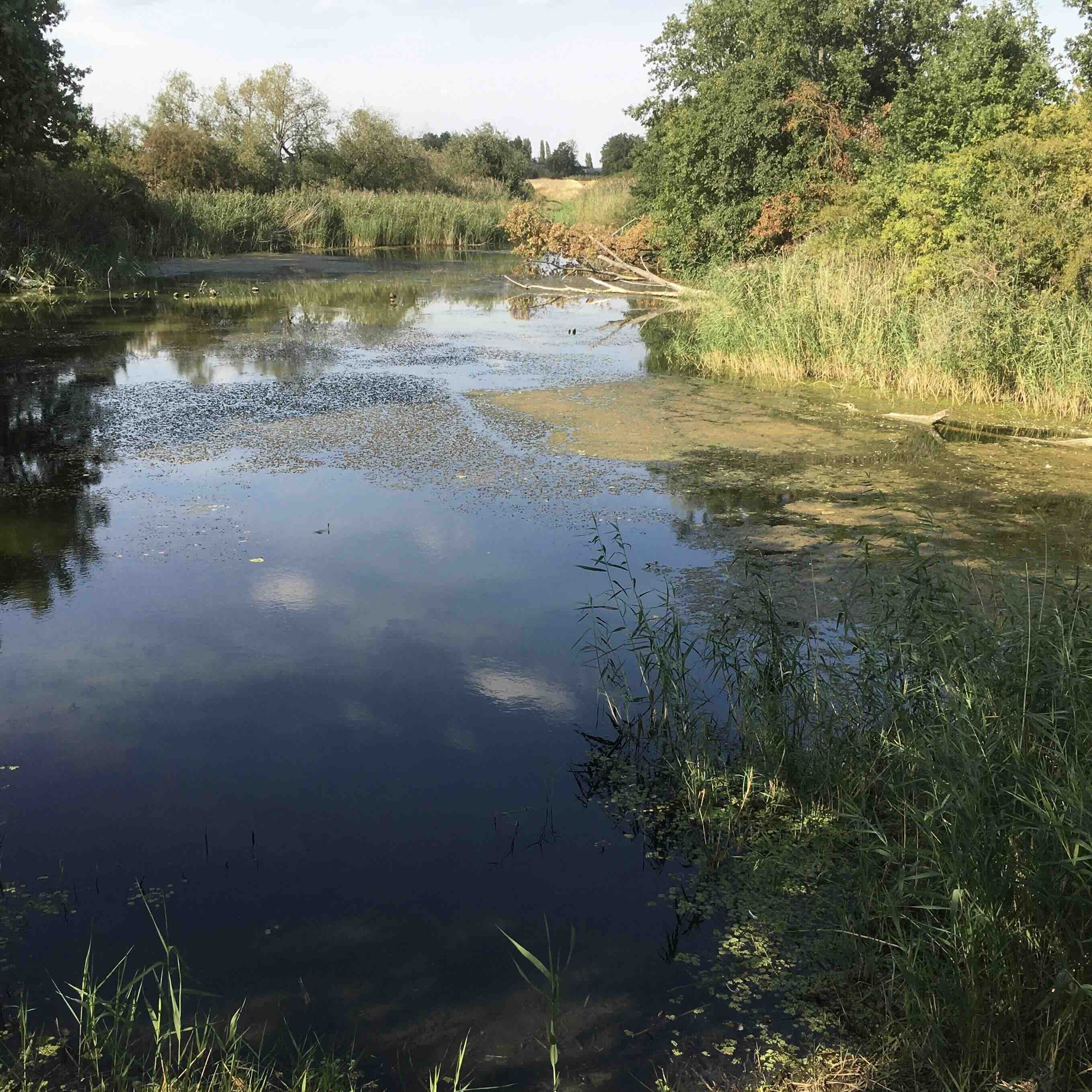 Lieschenkolk Lieschenkolk
