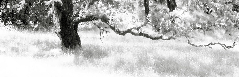 oak Stan Harpole oak Stan Harpole