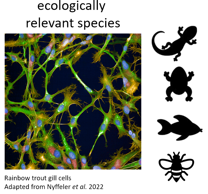 Cellcultures
