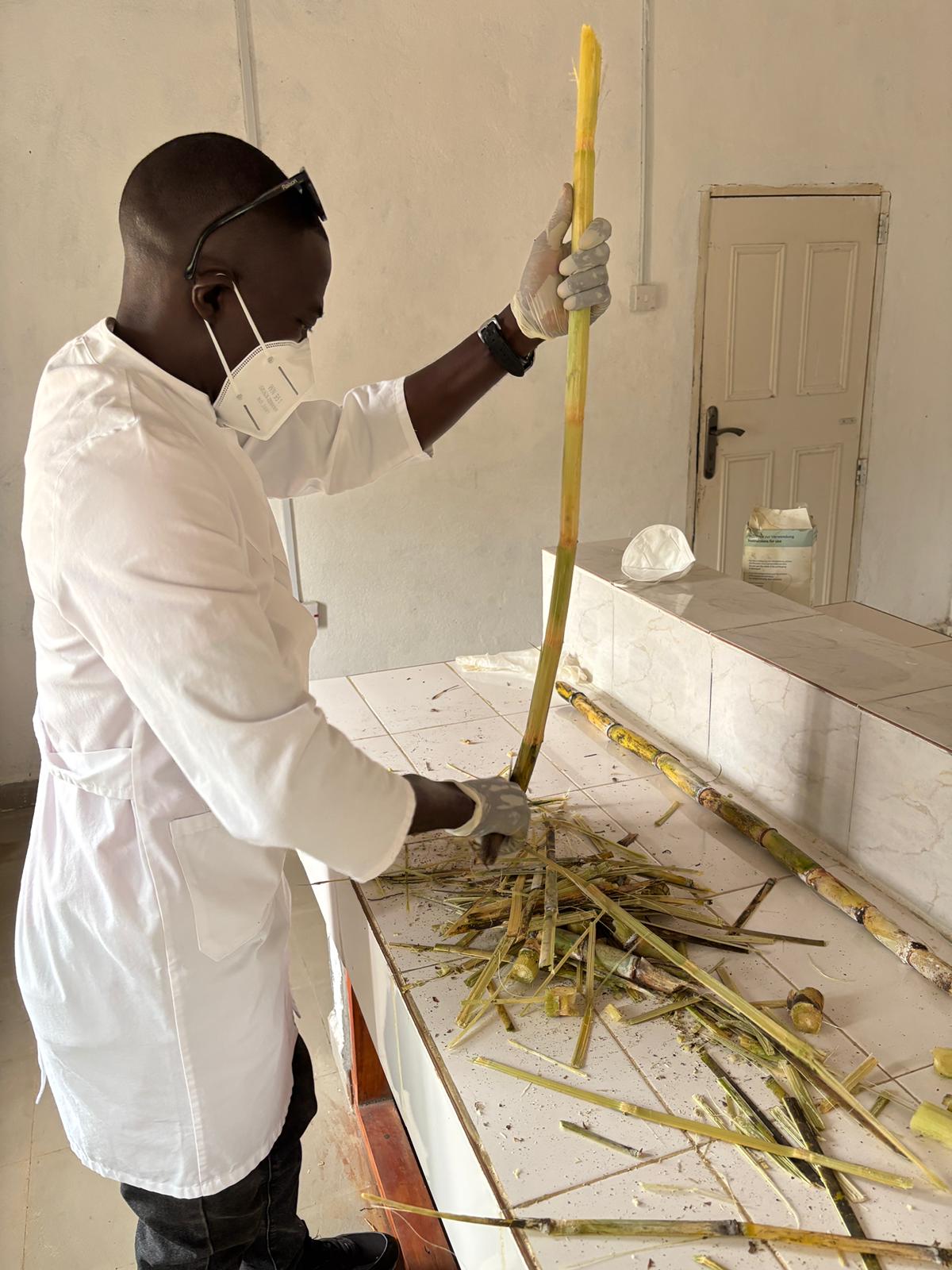 Sugarcane preparation