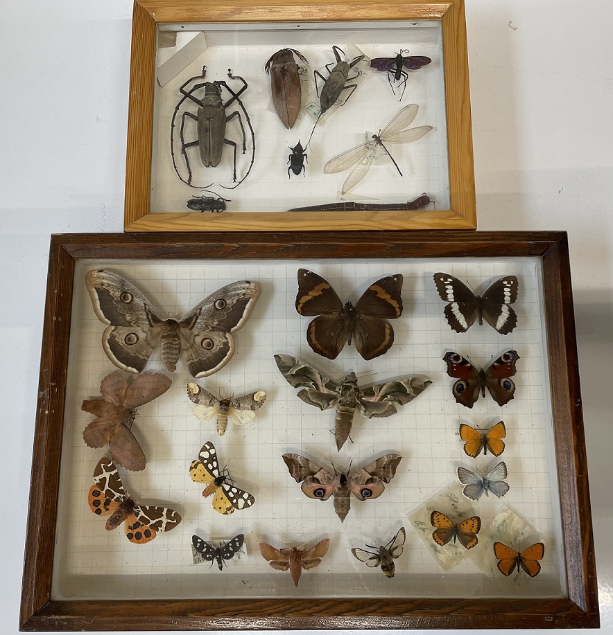 Insekten