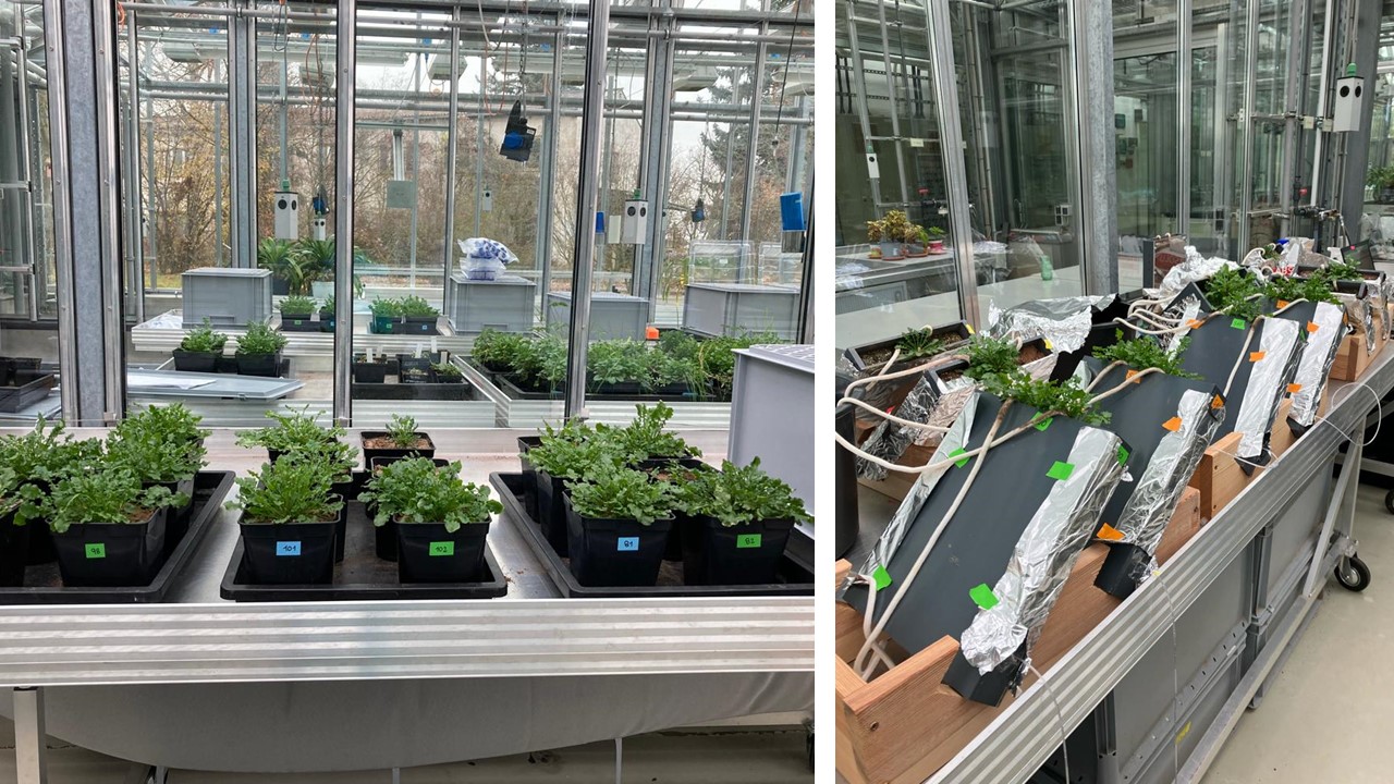 greenhouse greenhouse