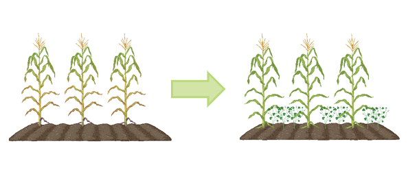 Undersown crops.