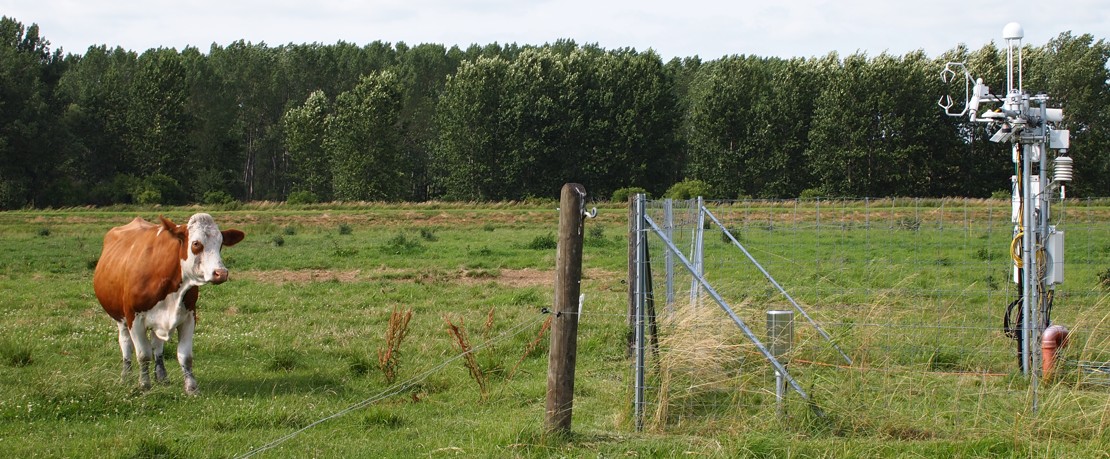 Cow CRNS