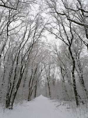 Kreuzhorst.Geradeweg im Jan 26