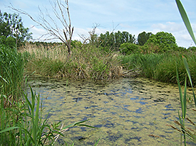 Peenetalmoor (Mecklenburg-Vorpommern), Foto: Kerstin Marten